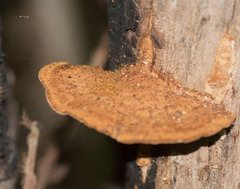 Hapalopilus rutilans