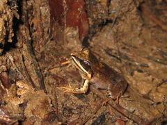 Leptodactylus mystaceus