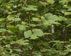 Vitis aestivalis