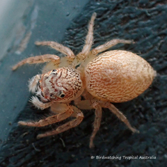 Cytaea