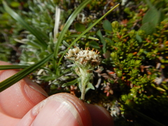 Antennaria alpina