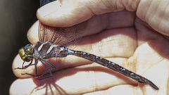 Aeshna tuberculifera