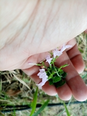 Clinopodium nepeta