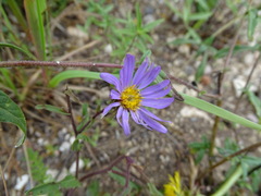 Dieteria canescens