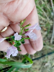 Clinopodium nepeta