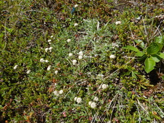 Antennaria alpina