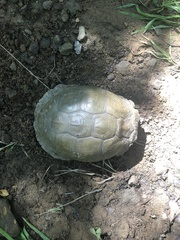 Terrapene carolina triunguis