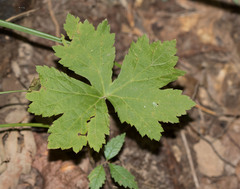 Hydrastis canadensis