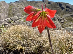 Hippeastrum morelianum