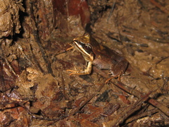 Leptodactylus mystaceus