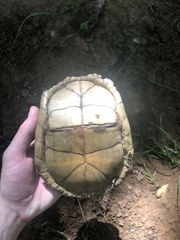 Terrapene carolina triunguis
