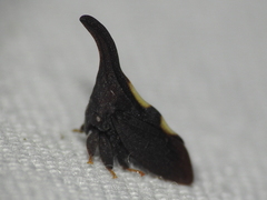 Enchenopa binotata