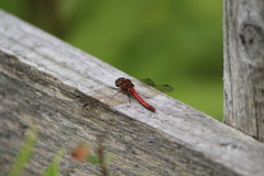 Sympetrum