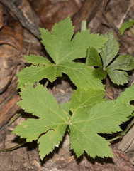 Hydrastis canadensis
