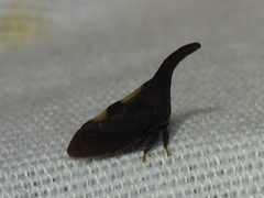 Enchenopa binotata