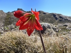 Hippeastrum morelianum