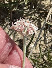 Eriogonum pauciflorum