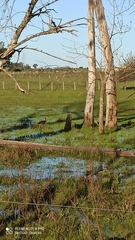 Aramus guarauna