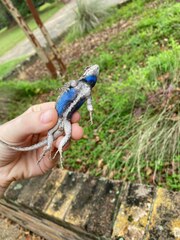 Sceloporus consobrinus