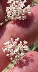 Eriogonum pauciflorum