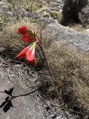 Hippeastrum morelianum