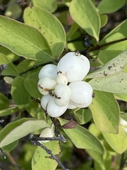 Symphoricarpos occidentalis