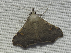 Redectis pygmaea