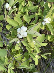 Symphoricarpos occidentalis