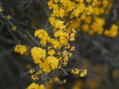 Acacia spinescens