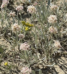 Eriogonum pauciflorum