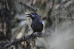 Nucifraga caryocatactes