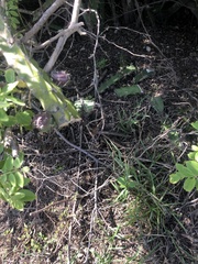 Acanthocereus tetragonus