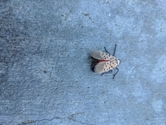 Lycorma delicatula
