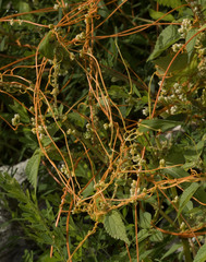Cuscuta campestris