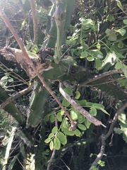 Acanthocereus tetragonus