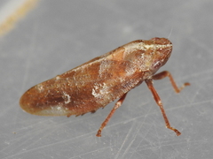 Aphrophora saratogensis