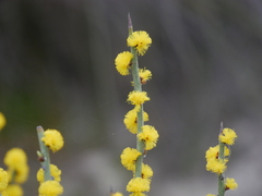 Acacia spinescens