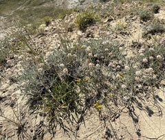Eriogonum pauciflorum
