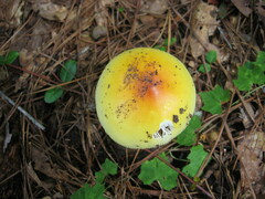 Amanita arkansana