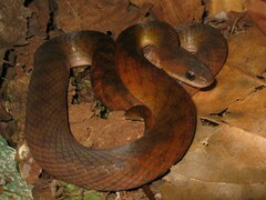 Erythrolamprus typhlus