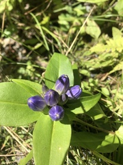 Gentiana andrewsii