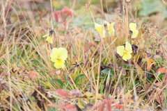Viola altaica