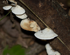 Fuscopostia fragilis