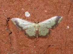 Idaea impexa