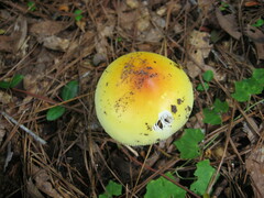 Amanita arkansana