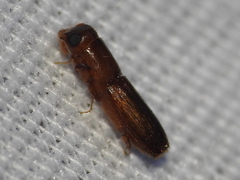 Euplatypus compositus