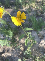 Verbesina encelioides