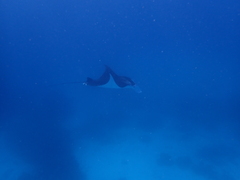 Mobula alfredi