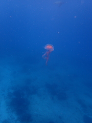 Pelagia noctiluca