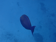 Acanthurus mata